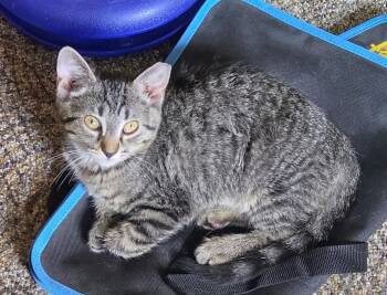 Jolie -  Tabby Cat for Adoption in New Albany, Ohio - Jolie | PetCurious