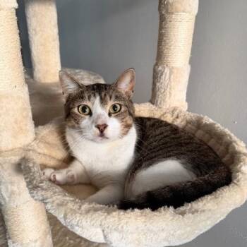 Domestic Short Hair Cats Available for Adoption - Huey | PetCurious