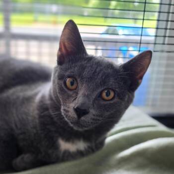 Lola @ Petco -  Russian Blue and Domestic Short Hair Cat for Adoption in Carmel, Indiana - Lola @ Petco | PetCurious