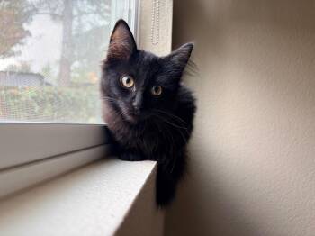 Sweetie and Squeakie -  Domestic Long Hair and Bombay Cat for Adoption in Walnut Creek, California - Sweetie And Squeakie | PetCurious