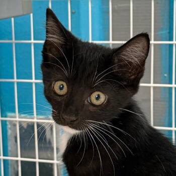 Jelly -  Domestic Short Hair Cat for Adoption in Troy, Virginia - Jelly | PetCurious