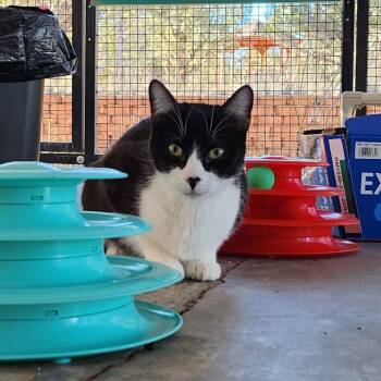 Pepper -  Domestic Short Hair Cat for Adoption in Los Angeles, California - Pepper | PetCurious