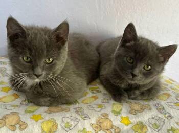 Domestic Short Hair Cats Available for Adoption - Mischief | PetCurious