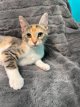 Strudel -  Domestic Short Hair Cat for Adoption in Alexandria, Minnesota - Strudel | PetCurious