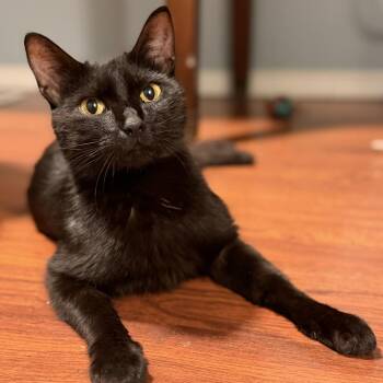 Lakota -  Domestic Short Hair Cat for Adoption in Renton, Washington - Lakota | PetCurious