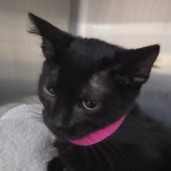 Orange -  Domestic Short Hair Cat for Adoption in Lakeland, Florida - Orange | PetCurious