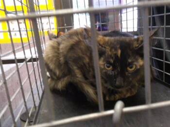 VOILIN -  Domestic Medium Hair Cat for Adoption in Tulsa, Oklahoma - VOILIN | PetCurious