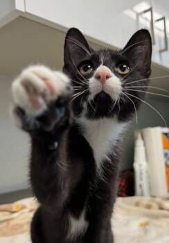 Purrito -  Domestic Short Hair Cat for Adoption in Orland Hills, Illinois - Purrito | PetCurious