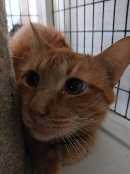 Frisbee -  Domestic Short Hair Cat for Adoption in Fort Worth, Texas - Frisbee | PetCurious