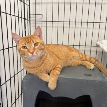 Clarence -  Domestic Short Hair Cat for Adoption in Houston, Texas - Clarence | PetCurious