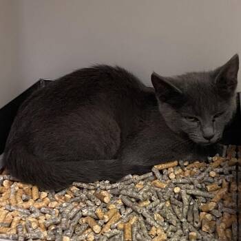 71611 -  Domestic Short Hair Cat for Adoption in Harrisonburg, Virginia - 71611 | PetCurious