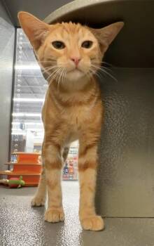 Froyo INDOOR ONLY -  Domestic Short Hair Cat for Adoption in Stockton, California - Froyo INDOOR ONLY | PetCurious