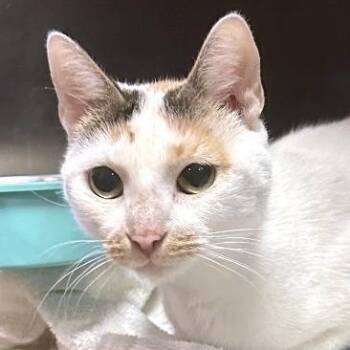 Domestic Short Hair Cats Available for Adoption in Austin, Texas - Sparkle Rainbow | PetCurious