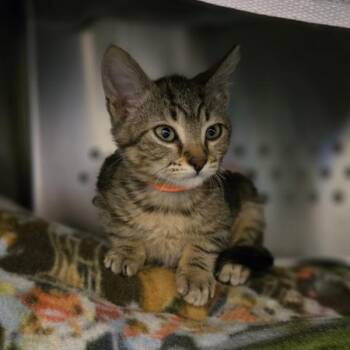 Apple -  Domestic Short Hair Cat for Adoption in Oakland, California - Apple | PetCurious