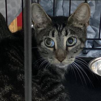 Squirrely -  Domestic Short Hair Cat for Adoption in Montgomery, Alabama - Squirrely | PetCurious