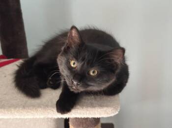 Little Bat -  Domestic Medium Hair Cat for Adoption in Mississauga, Ontario - Little Bat | PetCurious