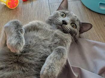 Russian Blue Cats Available for Adoption in Calimesa, California - Persephone | PetCurious