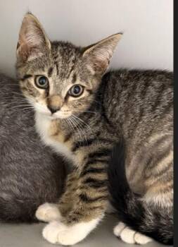 Domestic Short Hair Cats Available for Adoption in Hudson, New Hampshire - Katana | PetCurious