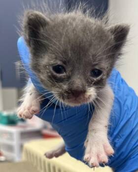 Clang -  Domestic Short Hair Cat for Adoption in Roseville, California - Clang | PetCurious