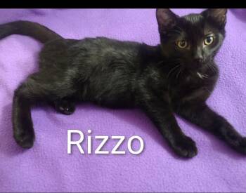 Rizzo -  Bombay Cat for Adoption in Wyandotte, Michigan - Rizzo | PetCurious