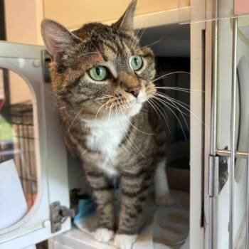 Chloe -  Domestic Short Hair Cat for Adoption in Naperville, Illinois - Chloe | PetCurious