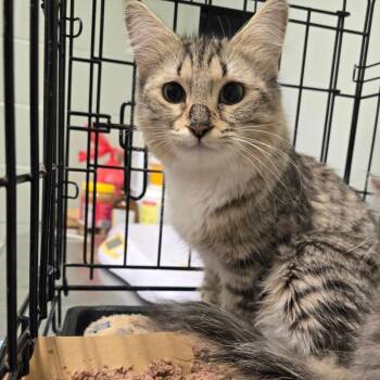 Penny -  Domestic Medium Hair Cat for Adoption in Waldorf, Maryland - Penny | PetCurious