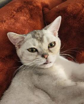 Squishy -  American Shorthair Cat for Adoption in Phoenix, Arizona - Squishy | PetCurious
