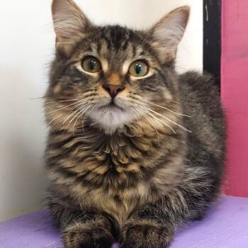 Rescue Domestic Long Hair Cats for Adoption in Belmont, New York - Abe | PetCurious