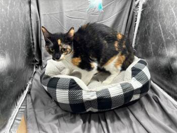 DEE -  Domestic Short Hair Cat for Adoption in Grovetown, Georgia - DEE | PetCurious