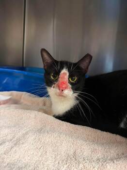 Koa -  Domestic Short Hair Cat for Adoption in Ocala, Florida - Koa | PetCurious