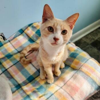 Lonnie -  Domestic Short Hair Cat for Adoption in Brownsboro, Alabama - Lonnie | PetCurious