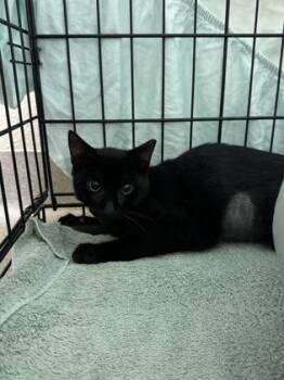 Big Boo -  Domestic Short Hair Cat for Adoption in Vero Beach, Florida - Big Boo | PetCurious