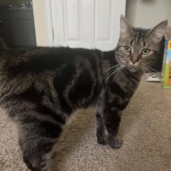 Domestic Short Hair Cats Available for Adoption in Greensboro, North Carolina - Boerboel | PetCurious