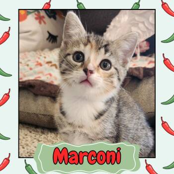 Marconi -  Domestic Short Hair Cat Available for Adoption in Wind Gap, Pennsylvania - Marconi | PetCurious