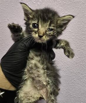 61188462 -  Domestic Short Hair Cat for Adoption in El Paso, Texas - 61188462 | PetCurious