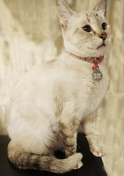 Beryl Streep -  Siamese and Domestic Short Hair Cat for Adoption in Chandler, Arizona - Beryl Streep | PetCurious