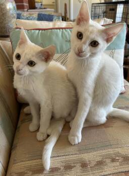 Opal -  American Shorthair Cat for Adoption in Meeker, Oklahoma - Opal | PetCurious