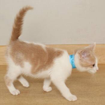 Chihuahua C69546 -  Domestic Short Hair Cat for Adoption in Minnetonka, Minnesota - Chihuahua C69546 | PetCurious