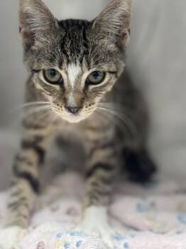 Wren -  Domestic Short Hair Cat for Adoption in West Chester, Pennsylvania - Wren | PetCurious