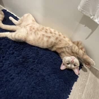 Domestic Short Hair Cats Available for Adoption - Ferb | PetCurious