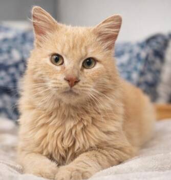 Domestic Long Hair Cats Available for Adoption in Fort Worth, Texas - Joji | PetCurious