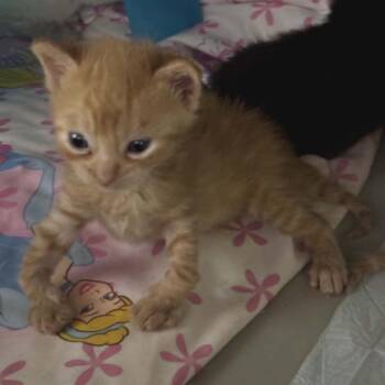 Froggy -  Domestic Short Hair Cat Available for Adoption in Charlottesville, Virginia - Froggy | PetCurious