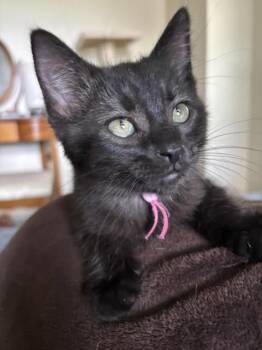 Kristin -  Domestic Short Hair and Tabby Cat for Adoption in Skyline, Minnesota - Kristin | PetCurious