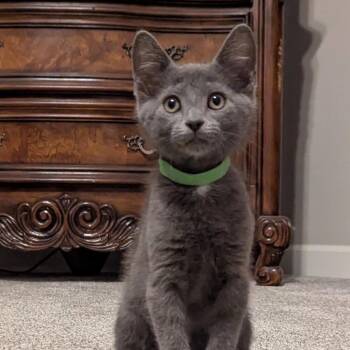 Patrick -  Domestic Short Hair Cat for Adoption in Franklin, Tennessee - Patrick | PetCurious
