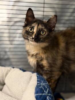 Daphne -  Domestic Long Hair Cat for Adoption in Peru, New York - Daphne | PetCurious