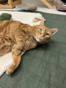 Scotch -  Domestic Short Hair Cat for Adoption in New Hope, Pennsylvania - Scotch | PetCurious