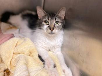 FOOTSIE -  Domestic Medium Hair Cat for Adoption in Fort Wayne, Indiana - FOOTSIE | PetCurious