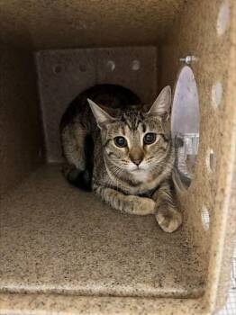 EMILY -  Domestic Short Hair Cat for Adoption in Louisville, Kentucky - EMILY | PetCurious