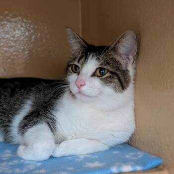 Toothpaste -  Domestic Short Hair Cat for Adoption in Spokane, Washington - Toothpaste | PetCurious