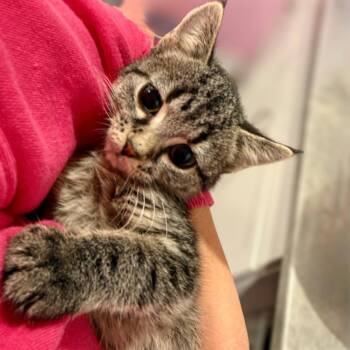 Ata -  Domestic Short Hair Cat for Adoption in Calgary, Alberta - Ata | PetCurious